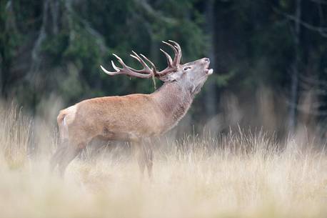 The belling of the deer love