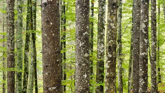 the perfect geometry of a forest in the spring