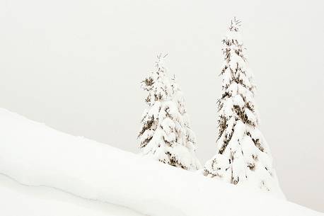 The trees beneath under the withe winter blancher