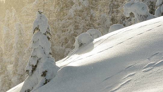 The trees beneath under the withe winter blancher