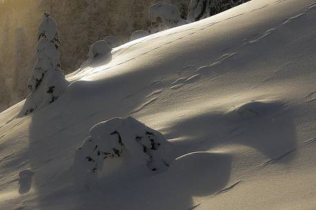 The trees beneath under the withe winter blancher