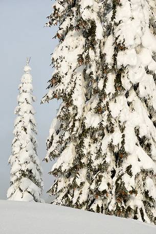 The trees beneath under the withe winter blancher