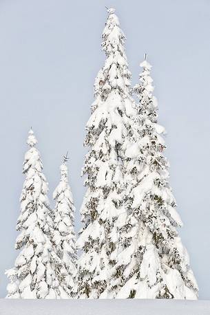 The trees beneath under the withe winter blancher