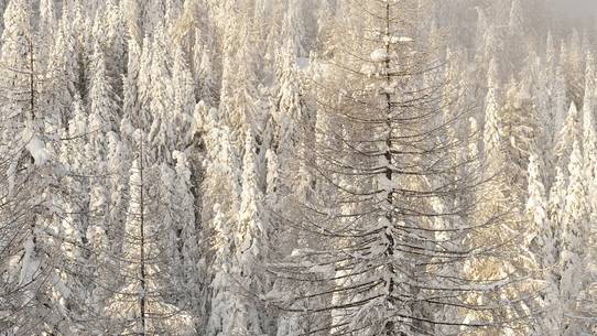 The trees buried under a withe blanket of snow