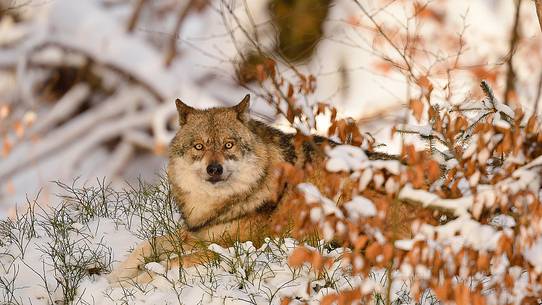 The magnetic gaze of the Wolf