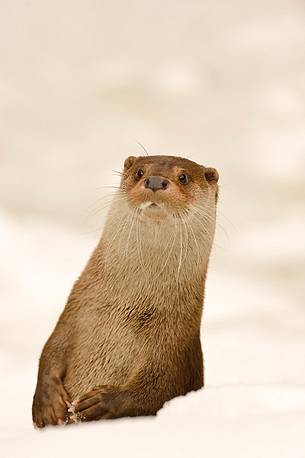 The curiosity of the lively Otter