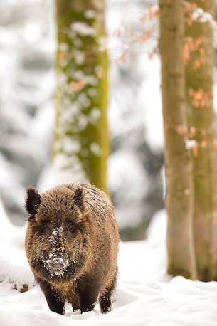 The Boar advances in the woods after a snowfall