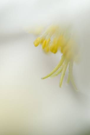 the flowers of the Christmas rose announces the arrival of spring