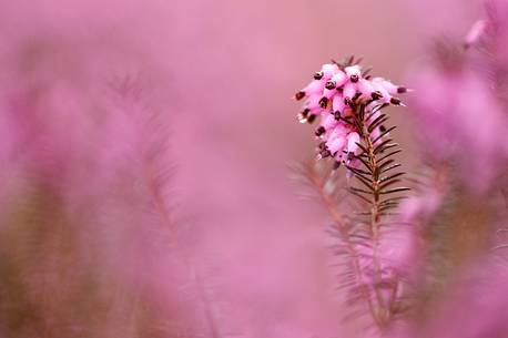 the heather plant color early spring