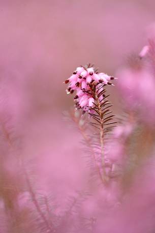 the heather plant color early spring