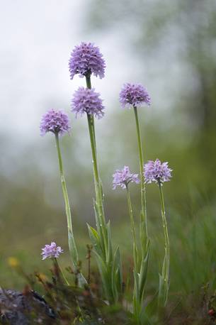 the meadows are softened by the beauty of the orchid