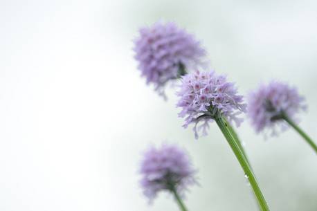 the meadows are softened by the beauty of the orchid