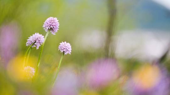 the meadows are softened by the beauty of the orchid