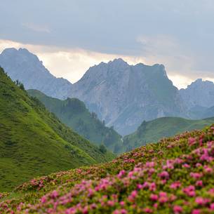 the rhododendron bloom framin the Dolomiti Pesarine from the mountain pastures above Sauris
