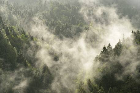 forest emerges from the fog after a thunderstorm