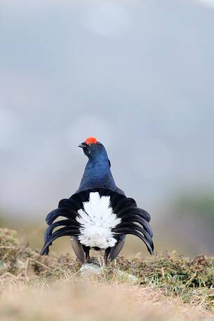 spring in the lek of grouse