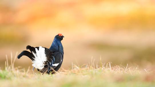 spring in the lek of grouse