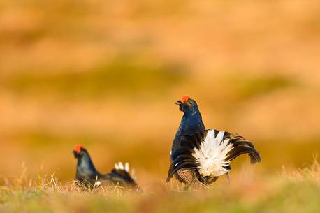 spring in the lek of grouse