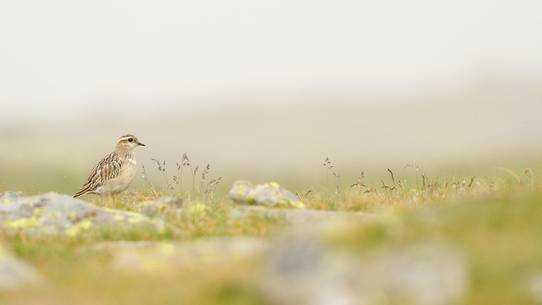 he Piviere tortolino during the migration stopover in the highlands of the mountain of veneto