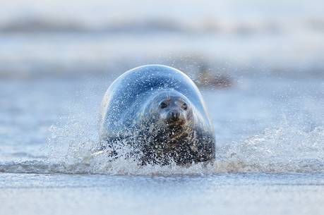gray seals flock to the beach of Donna Nook during the winter to give birth and mate