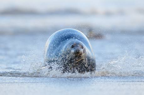 gray seals flock to the beach of Donna Nook during the winter to give birth and mate gray seals flock to the beach of Donna Nook during the winter to give birth and mate