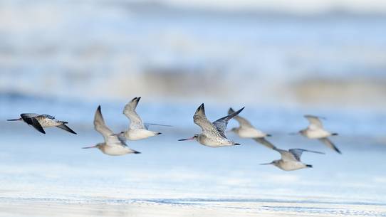 wadders populate the  Donna Nook beach along with the gray seals