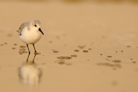 wadders populate the  Donna Nook beach along with the gray seals