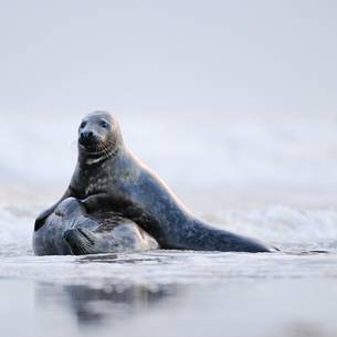 gray seals flock to the beach of Donna Nook during the winter to give birth and mate gray seals flock to the beach of Donna Nook during the winter to give birth and mate