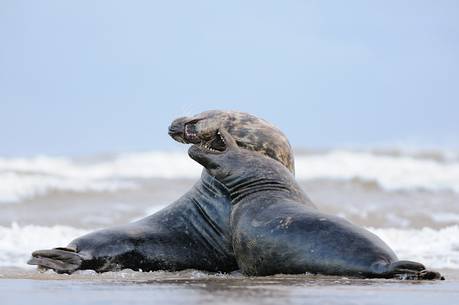 gray seals flock to the beach of Donna Nook during the winter to give birth and mate gray seals flock to the beach of Donna Nook during the winter to give birth and mate