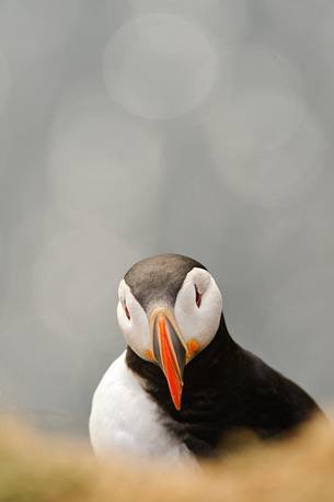 the cute and colorful Puffins crowd the cliffs of Latrabjarg