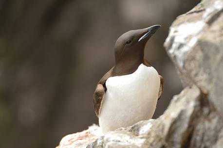 the elegance guillemot crowd the cliffs of Latrabjarg