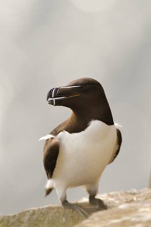 the elegance guillemot crowd the cliffs of Latrabjarg