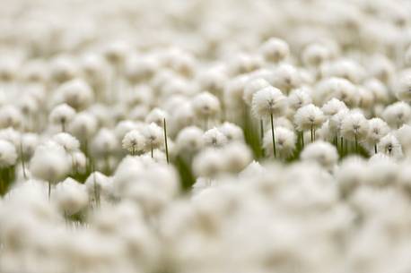 the withe cotton grass covers entire fields of wet