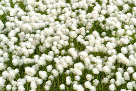 the withe cotton grass covers entire fields of wet