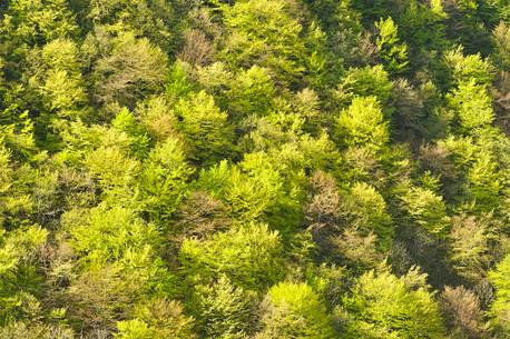 the many shades of beech forest on awakening