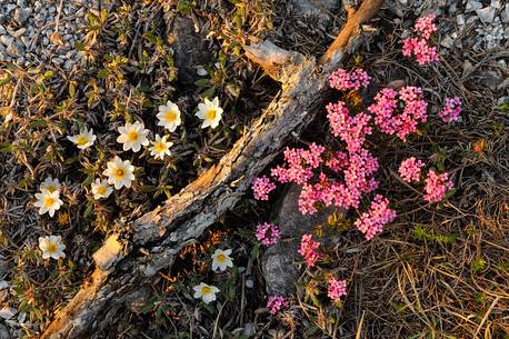 wild flowers