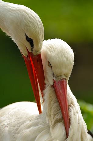 the ritual of the stork announce the arrival of a new life