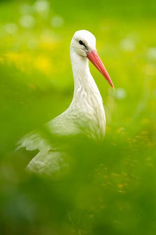 the ritual of the stork announce the arrival of a new life the ritual of the stork announce the arrival of a new life