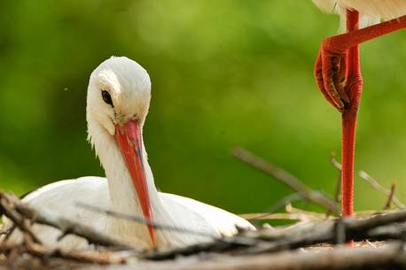 the ritual of the stork announce the arrival of a new life