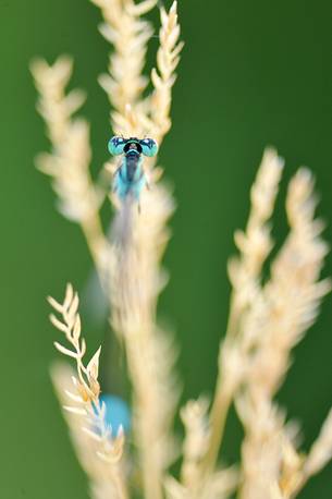 the first warm awaken dragonflies