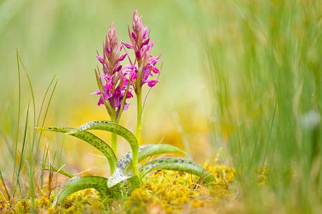 the alpine bog is enhanced by the flowering of orchids