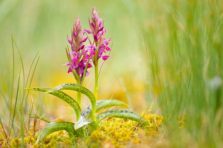 the alpine bog is enhanced by the flowering of orchids the alpine bog is enhanced by the flowering of orchids