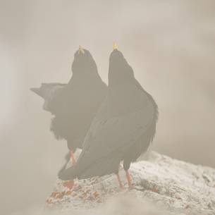 alpine chough in the morning fog at high altitude