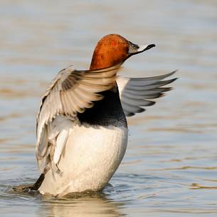 the redhead is getting to fly away