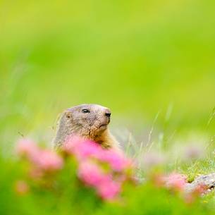 the shy marmot out among the flowers of rhododendron