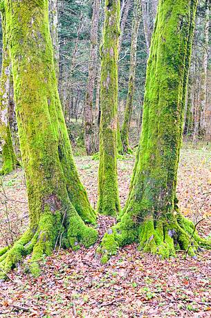 The wonderful  forest of Rakov Skocjan in the spring will turn bright green thanks to the abundance of water that flows from springs