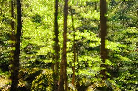 The wonderful  forest of Rakov Skocjan in the spring will turn bright green thanks to the abundance of water that flows from springs