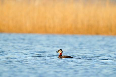 the rare red necked grebe has here its breeding area to the west the rare red necked grebe has here its breeding area to the west