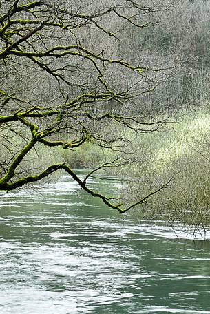 The wonderful  forest of Rakov Skocjan in the spring will turn bright green thanks to the abundance of water that flows from springs