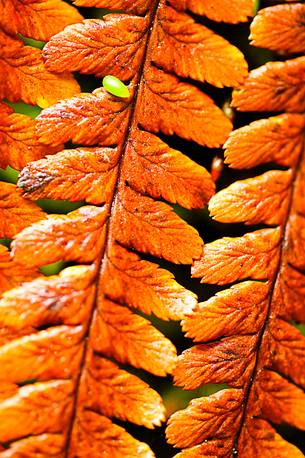 The arrival of autumn paints of warm colors the undergrowth of ferns The arrival of autumn paints of warm colors the undergrowth of ferns